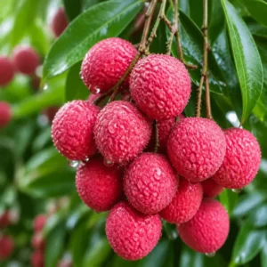 সেরা মানের লিচু